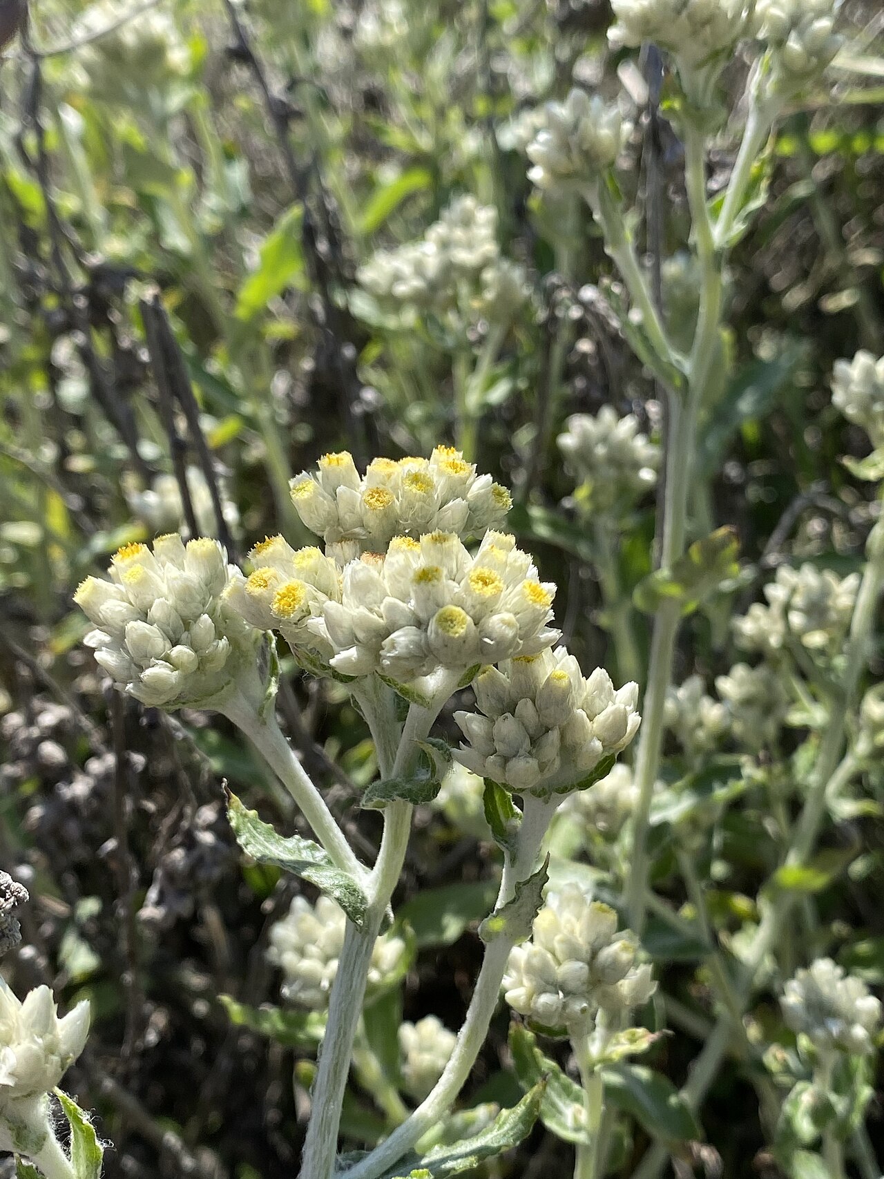 Two-color Rabbit Tobacco — photo 4