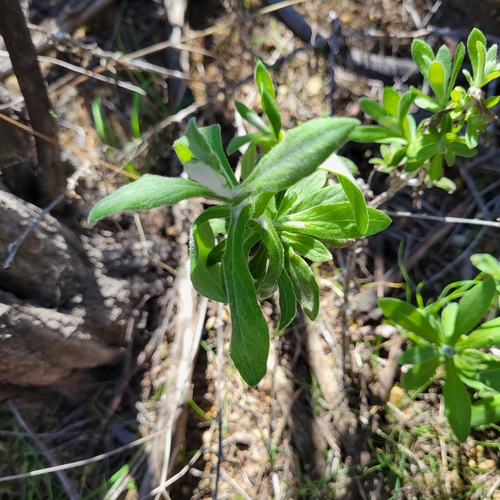 Two-color Rabbit Tobacco