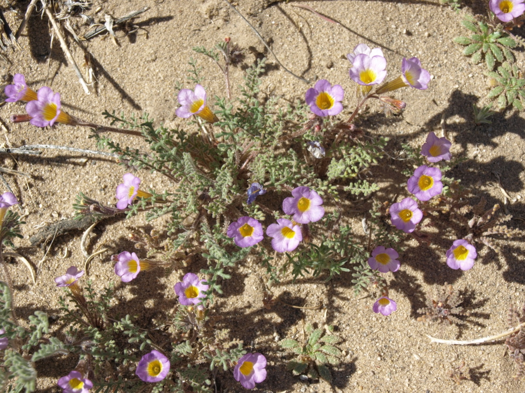 Two-colored Phacelia — photo 6