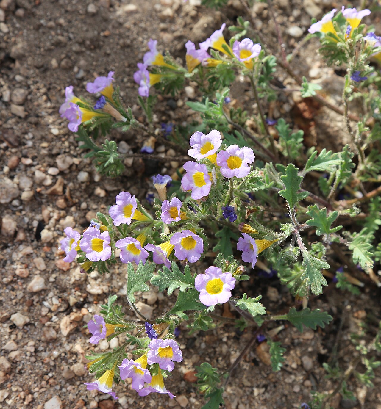 Two-colored Phacelia — photo 2