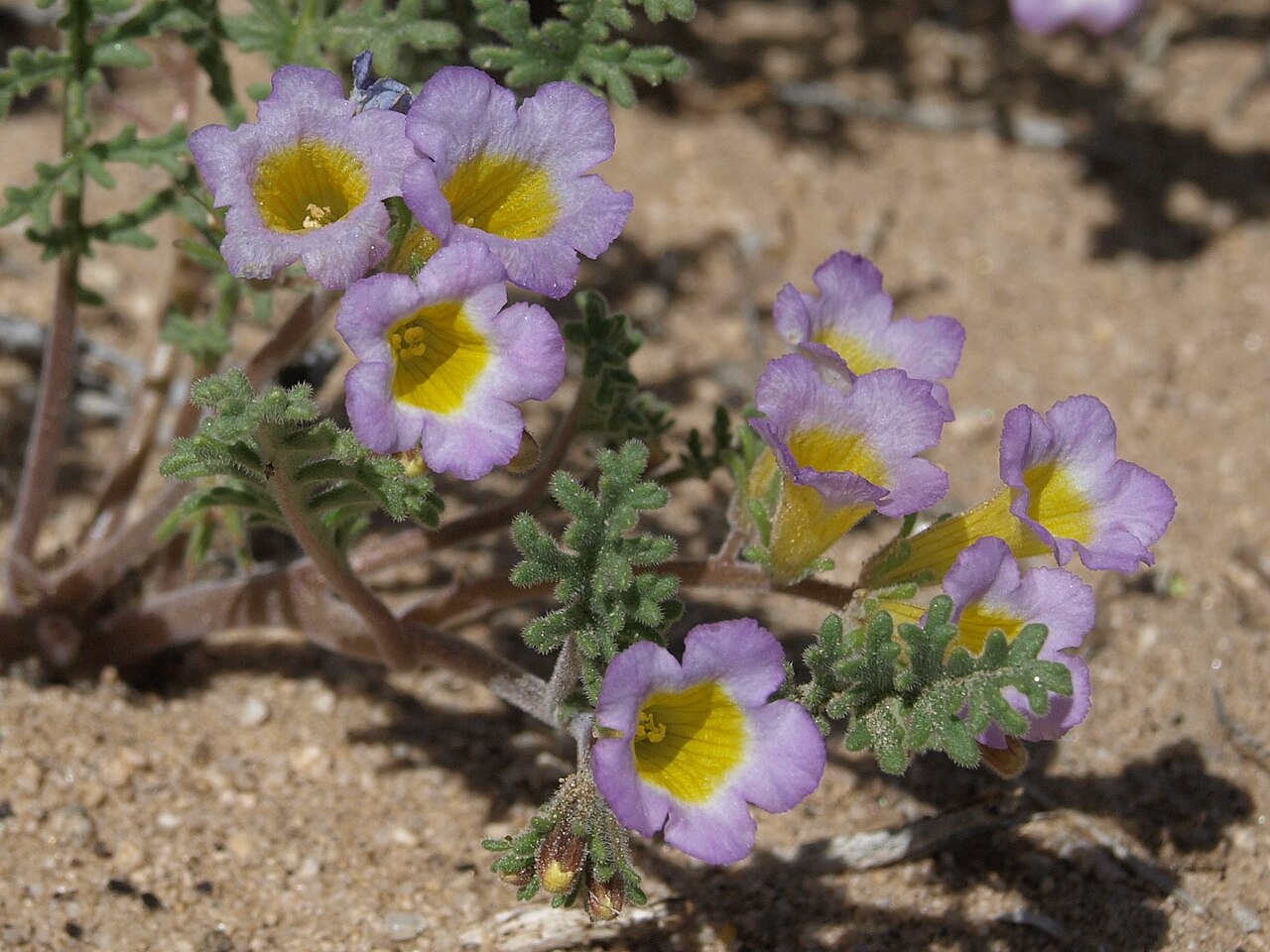 Two-colored Phacelia — photo 3