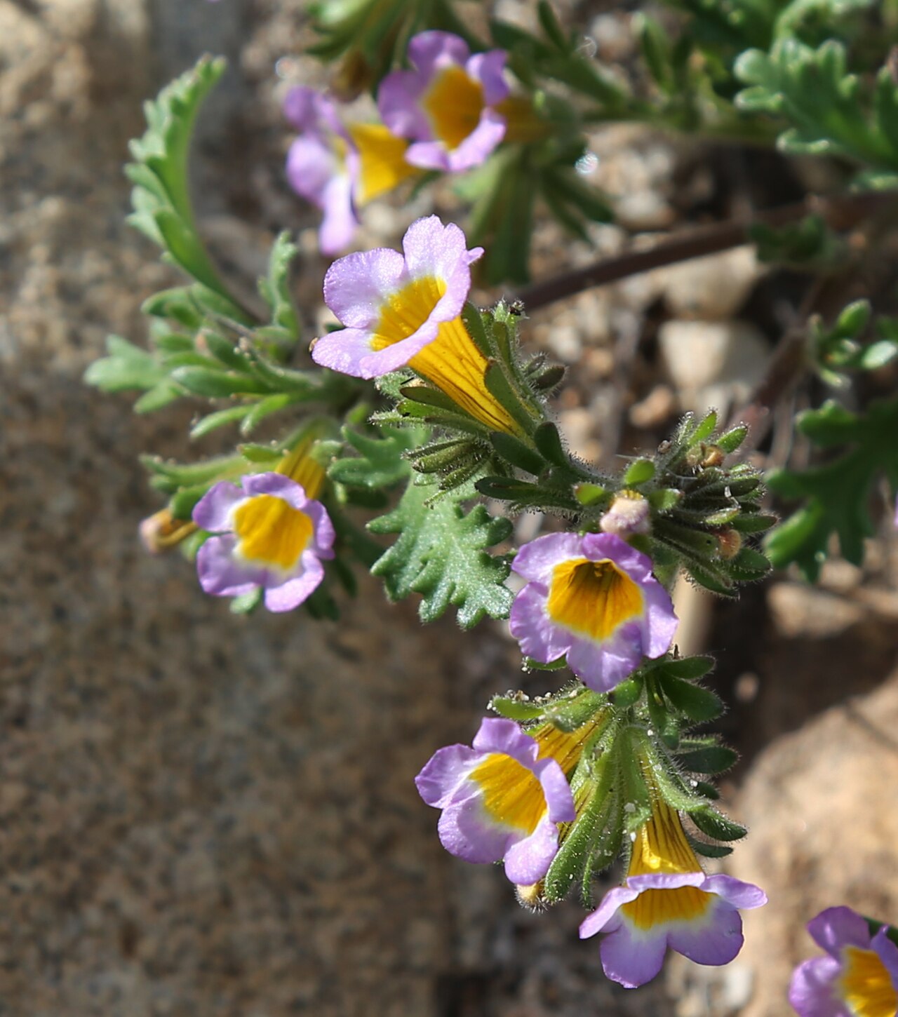 Two-colored Phacelia — photo 4