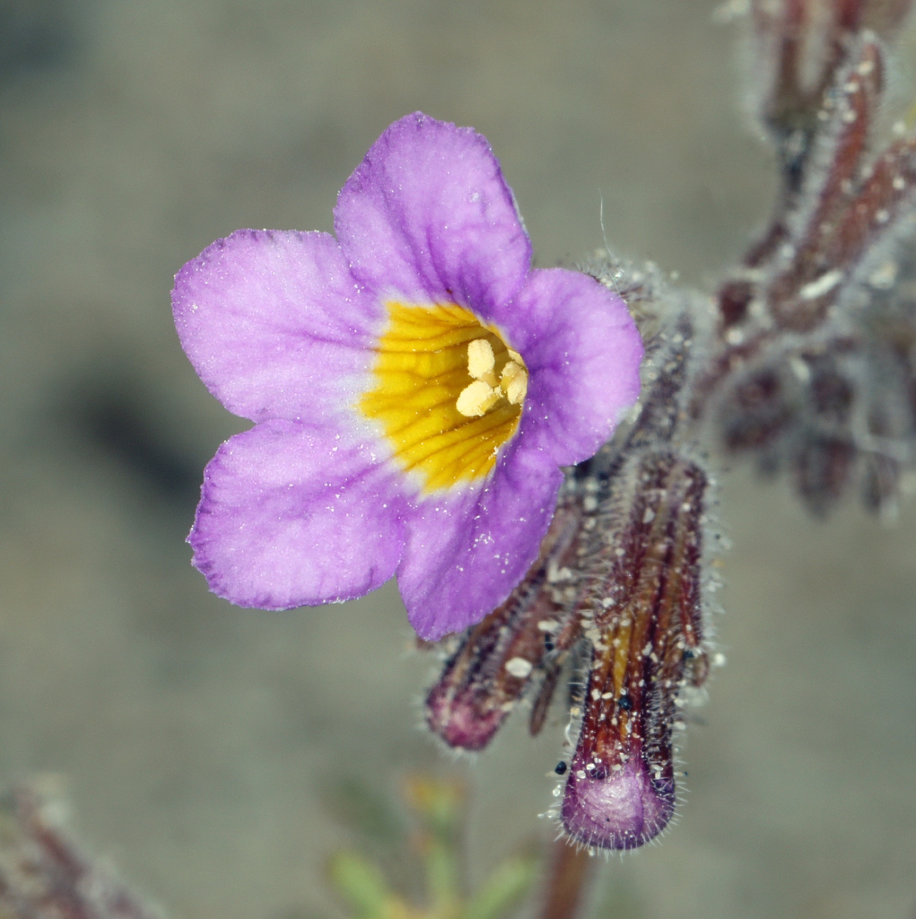 Two-colored Phacelia — photo 1