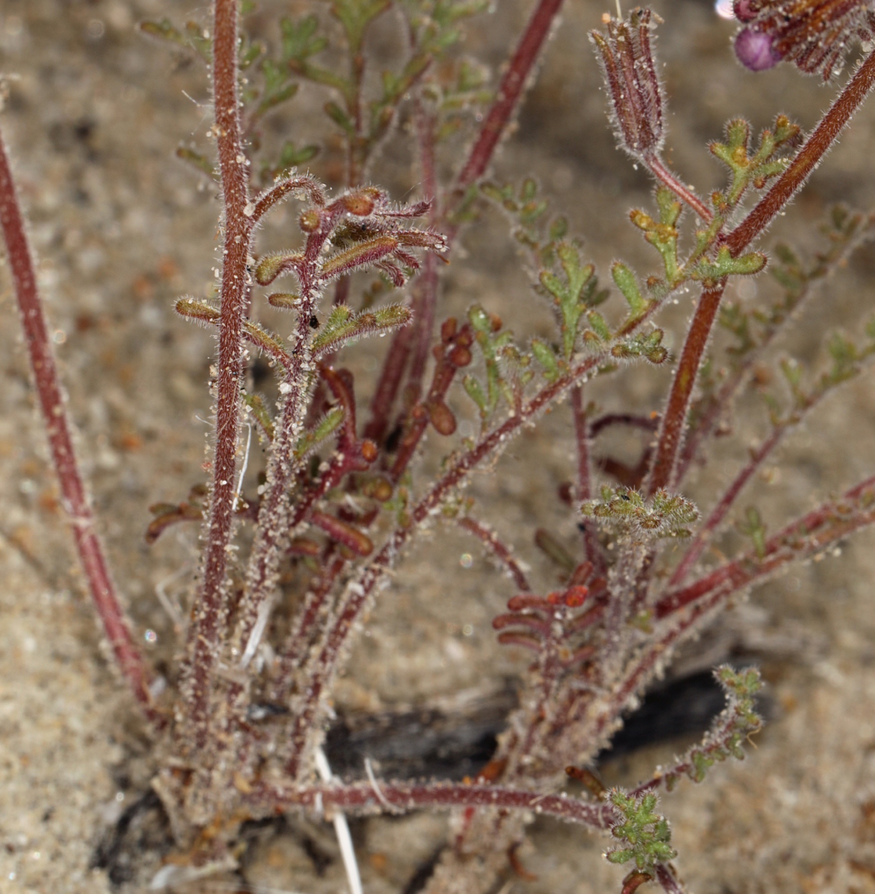 Two-colored Phacelia — photo 2