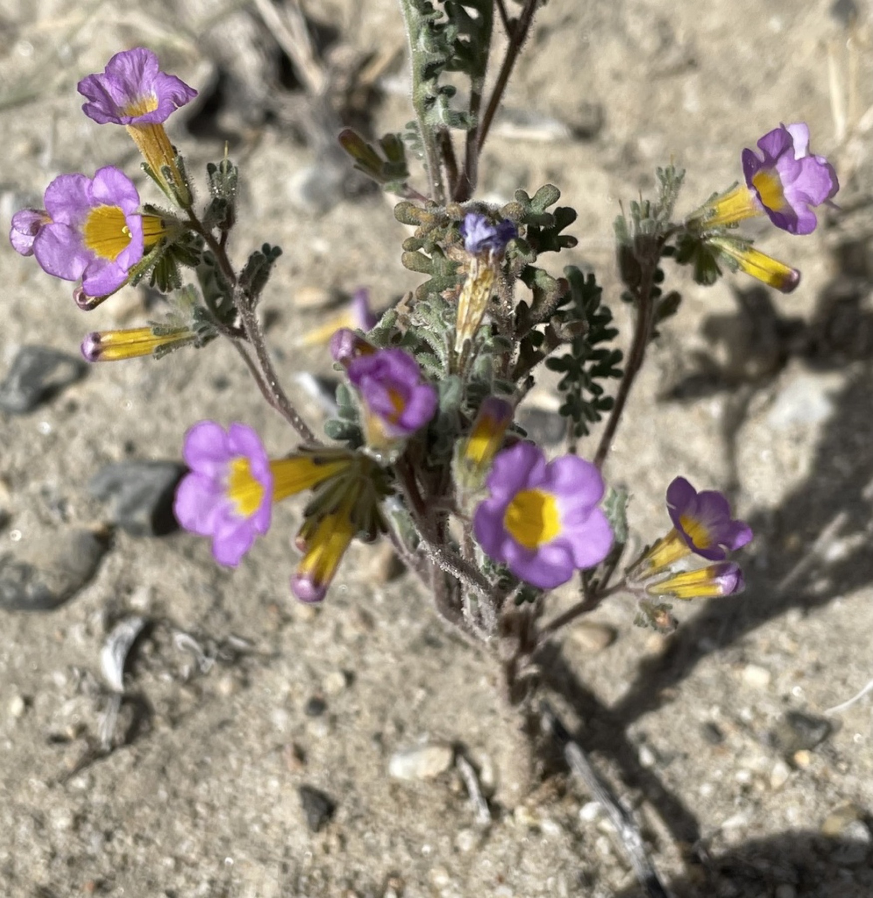 Two-colored Phacelia — photo 3