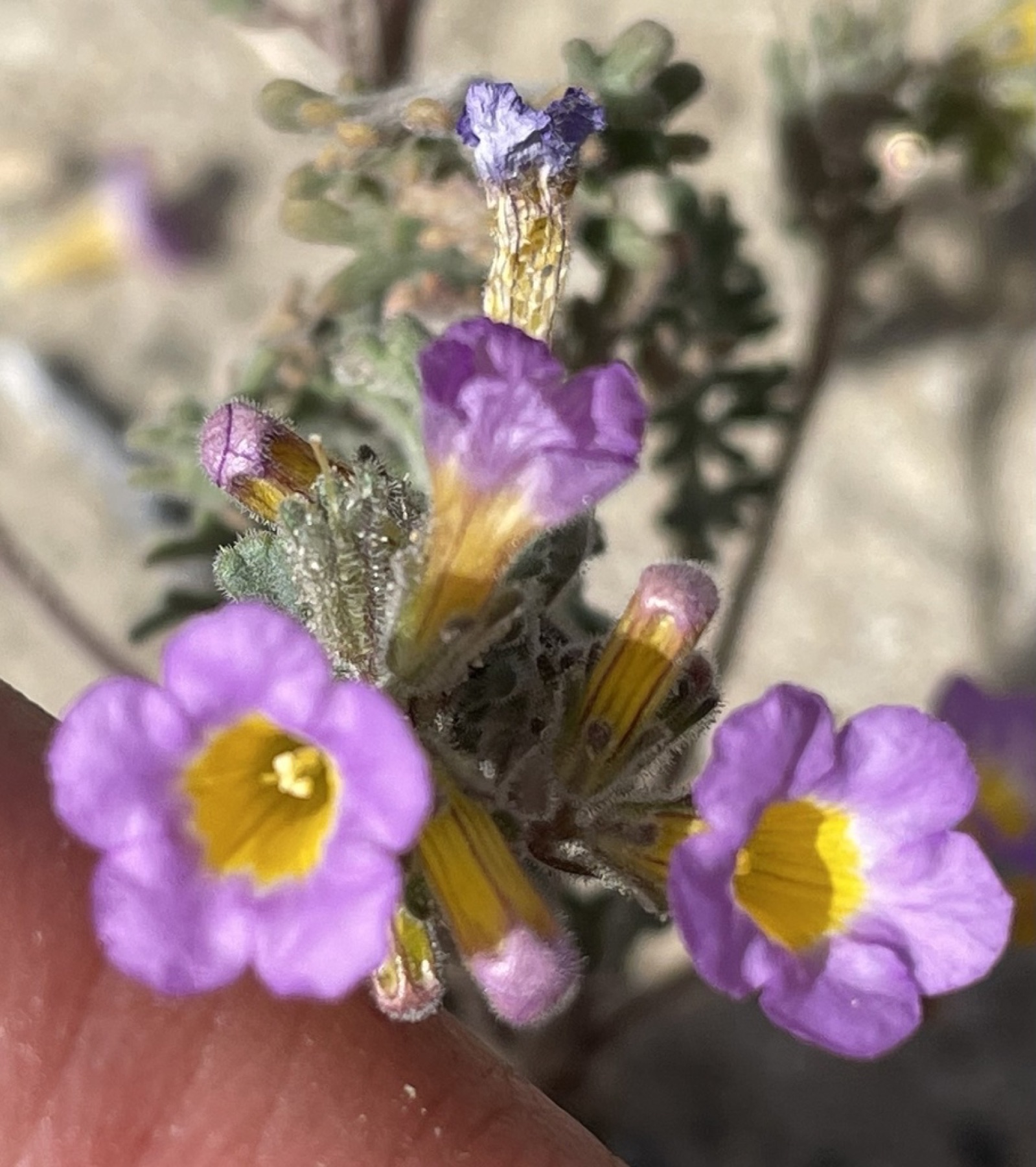 Two-colored Phacelia — photo 4