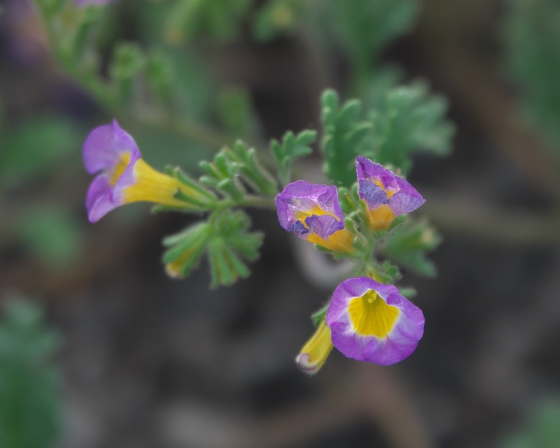 Two-colored Phacelia — photo 5