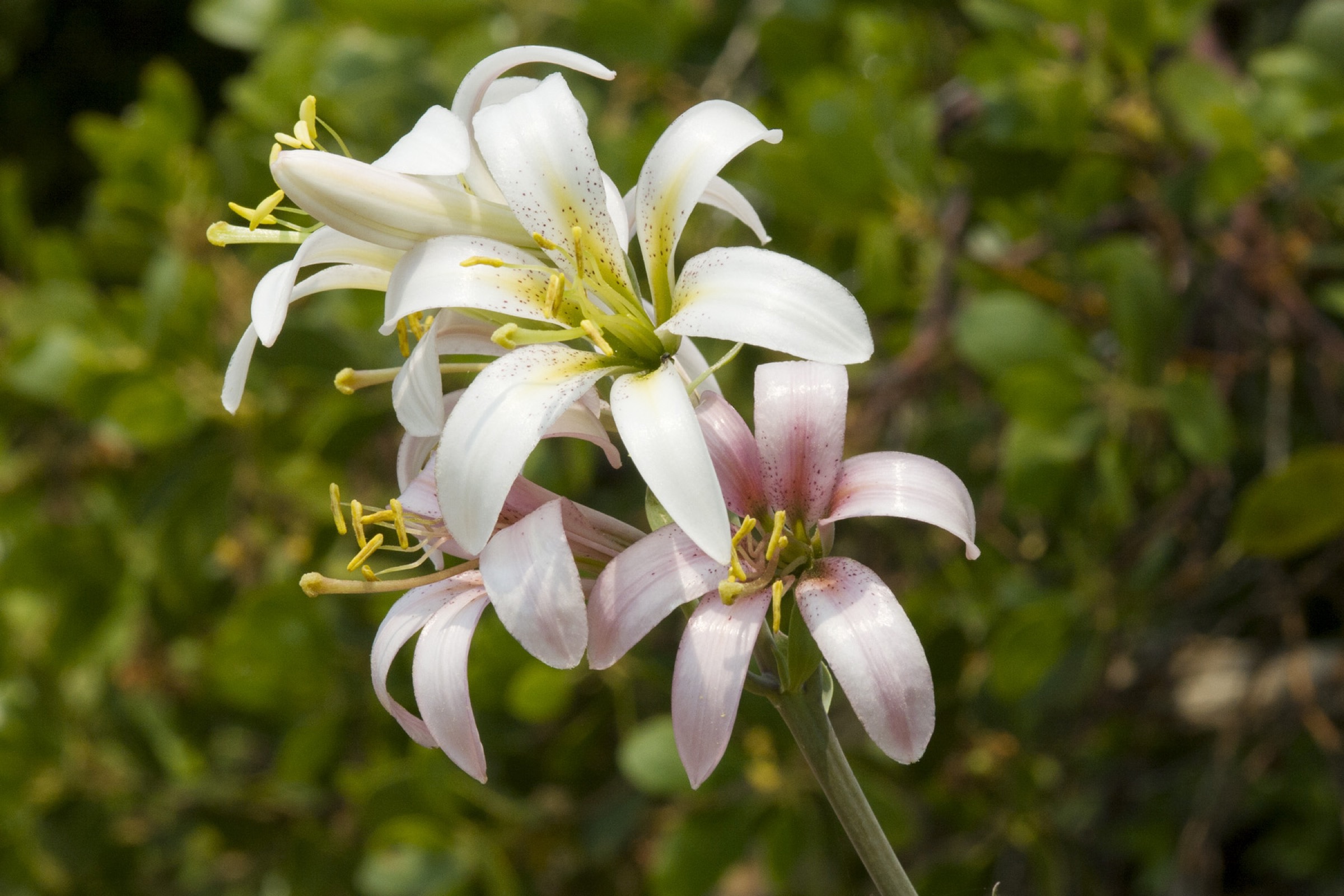 Washington Lily — photo 1