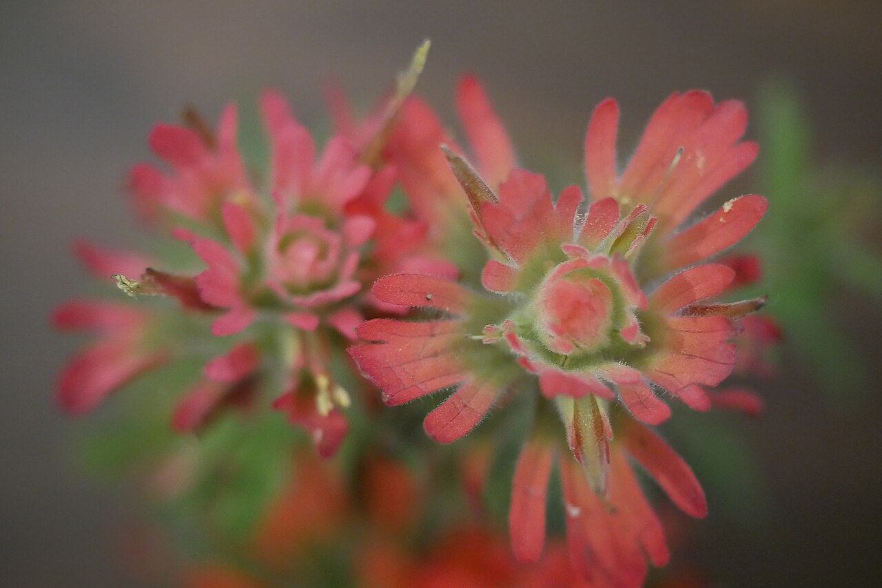 Wavyleaf Paintbrush — photo 2