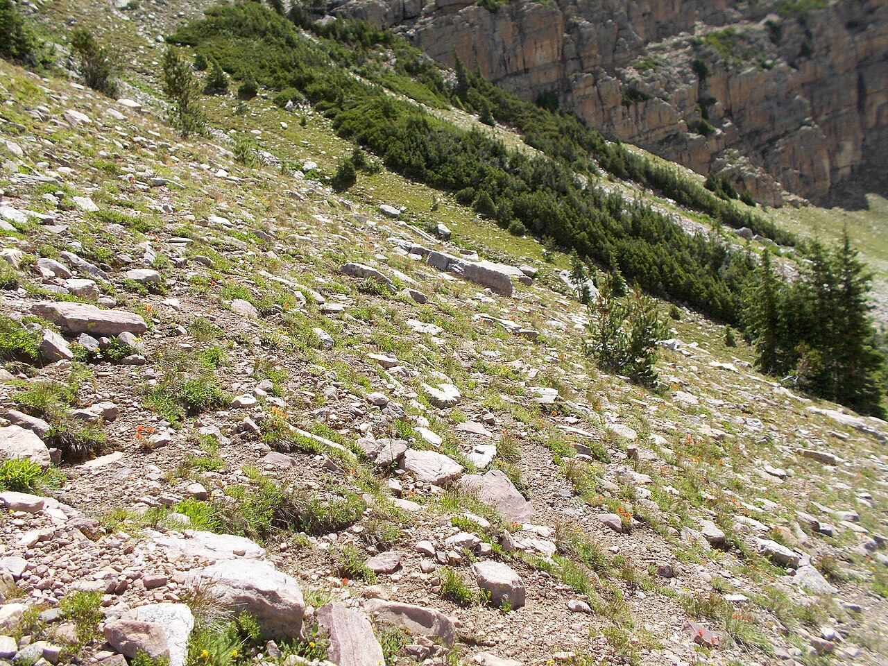 Wavyleaf Paintbrush — photo 3