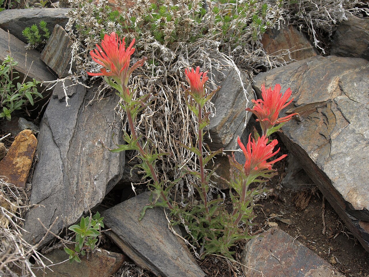 Wavyleaf Paintbrush — photo 4