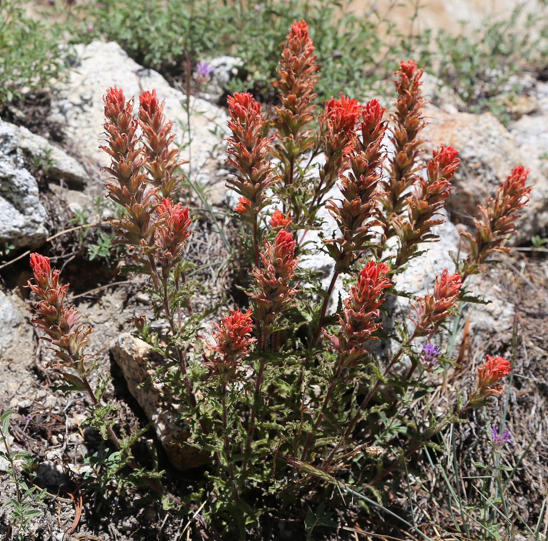 Wavyleaf Paintbrush
