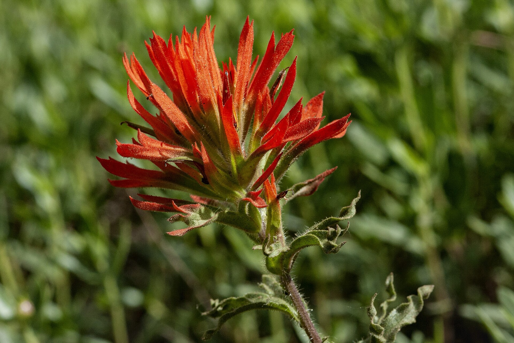 Wavyleaf Paintbrush — photo 2