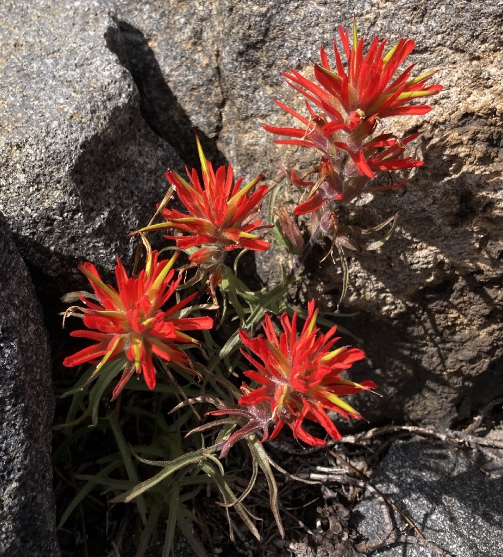 Wavyleaf Paintbrush — photo 3