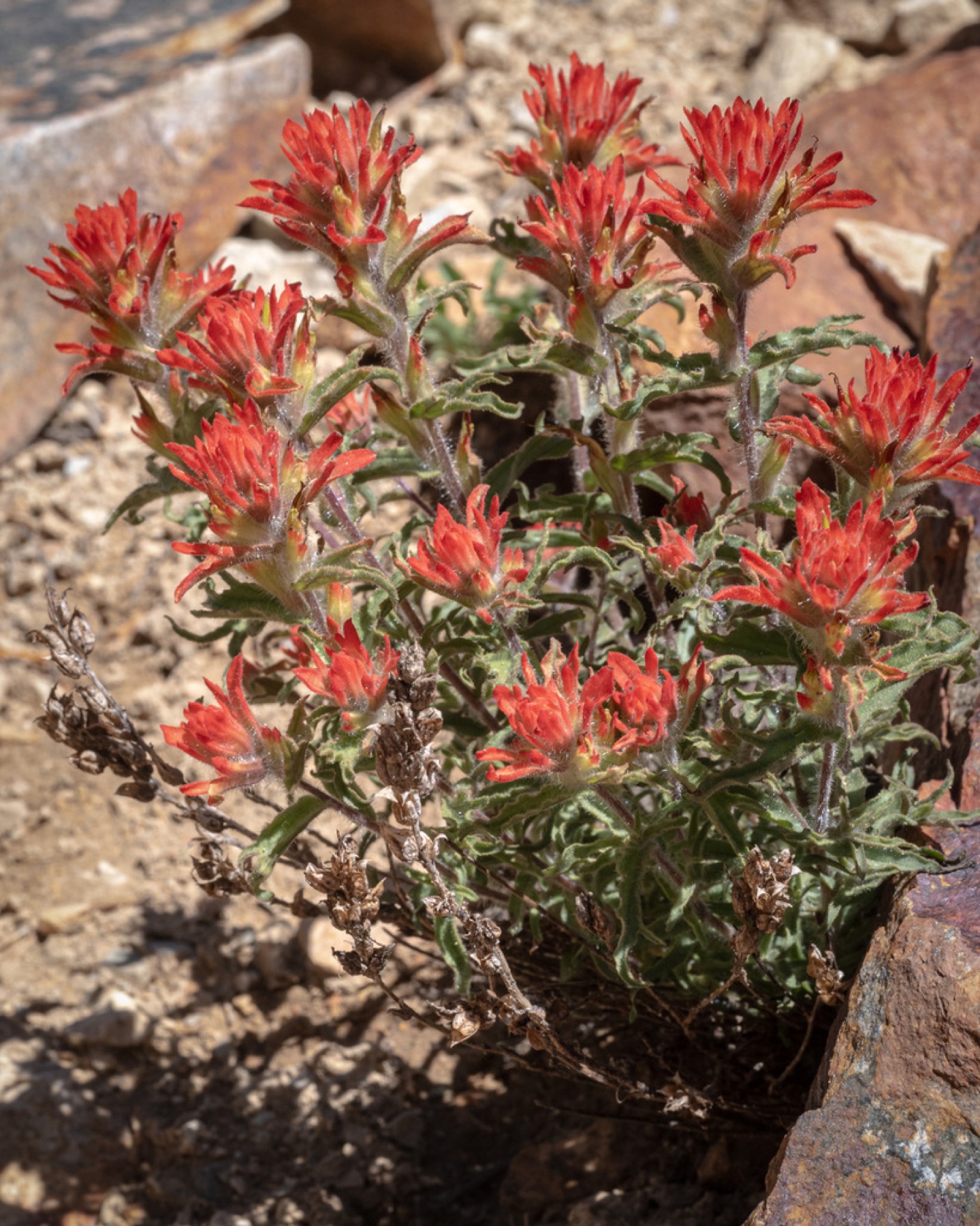 Wavyleaf Paintbrush — photo 4