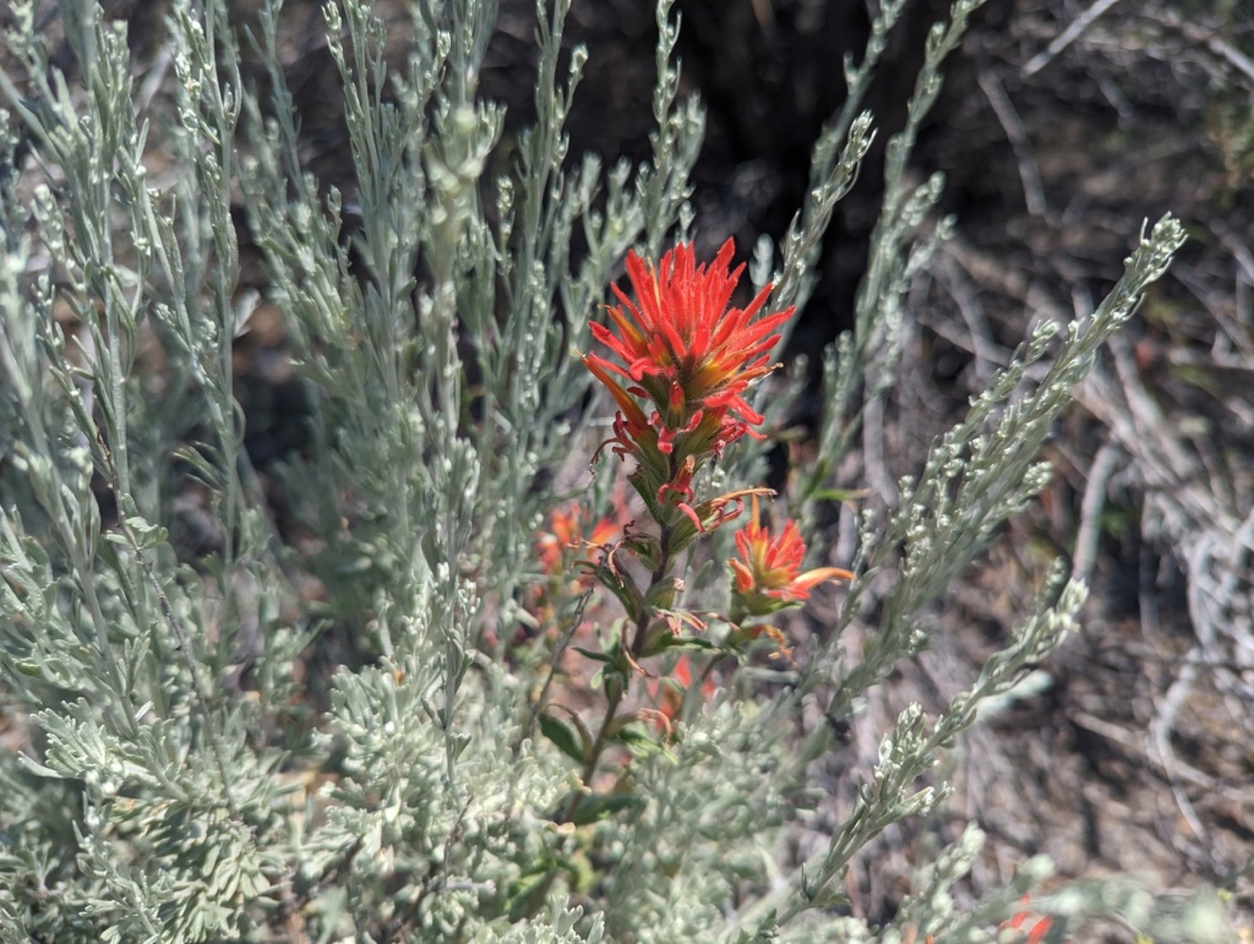 Wavyleaf Paintbrush — photo 5