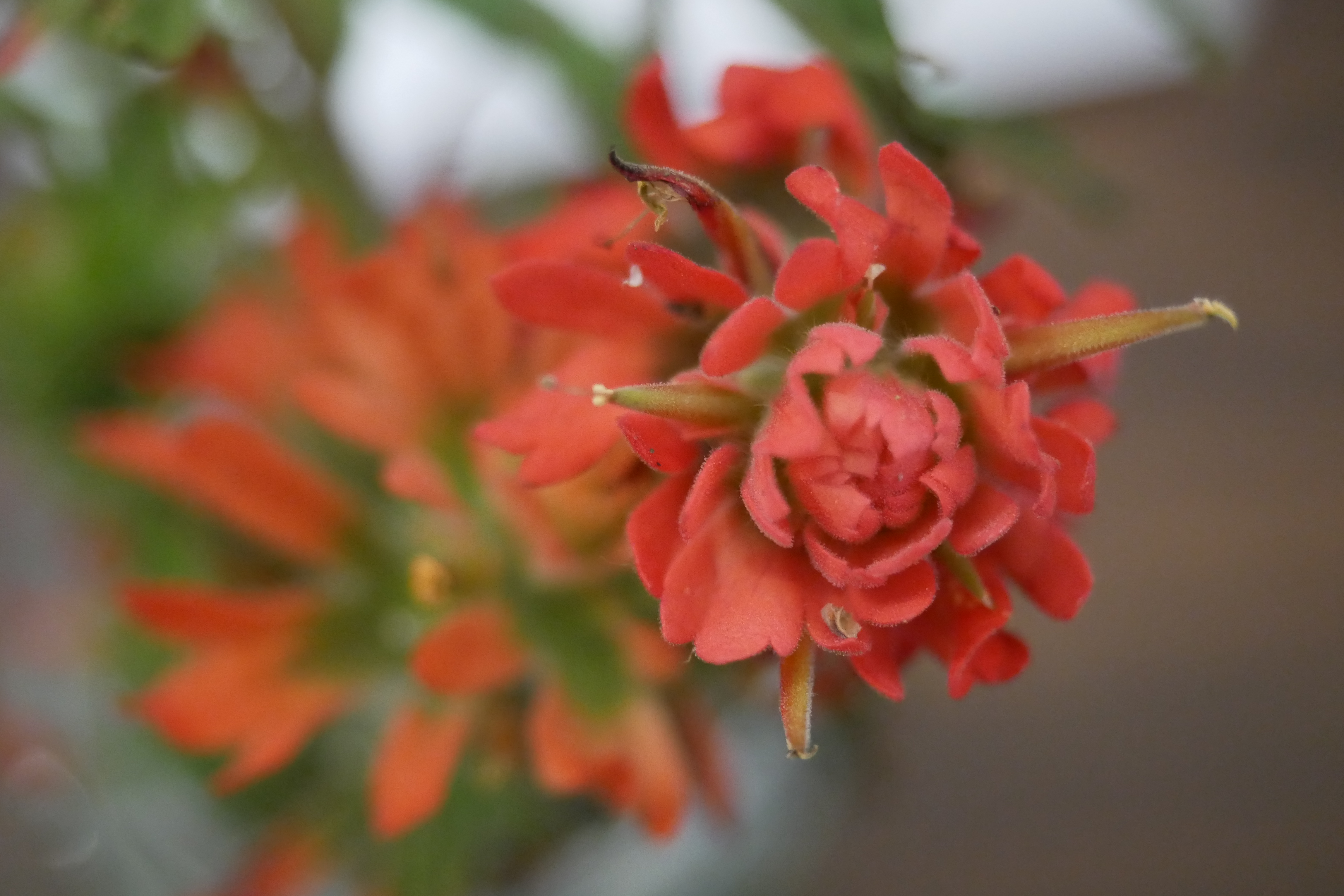 Wavyleaf Paintbrush