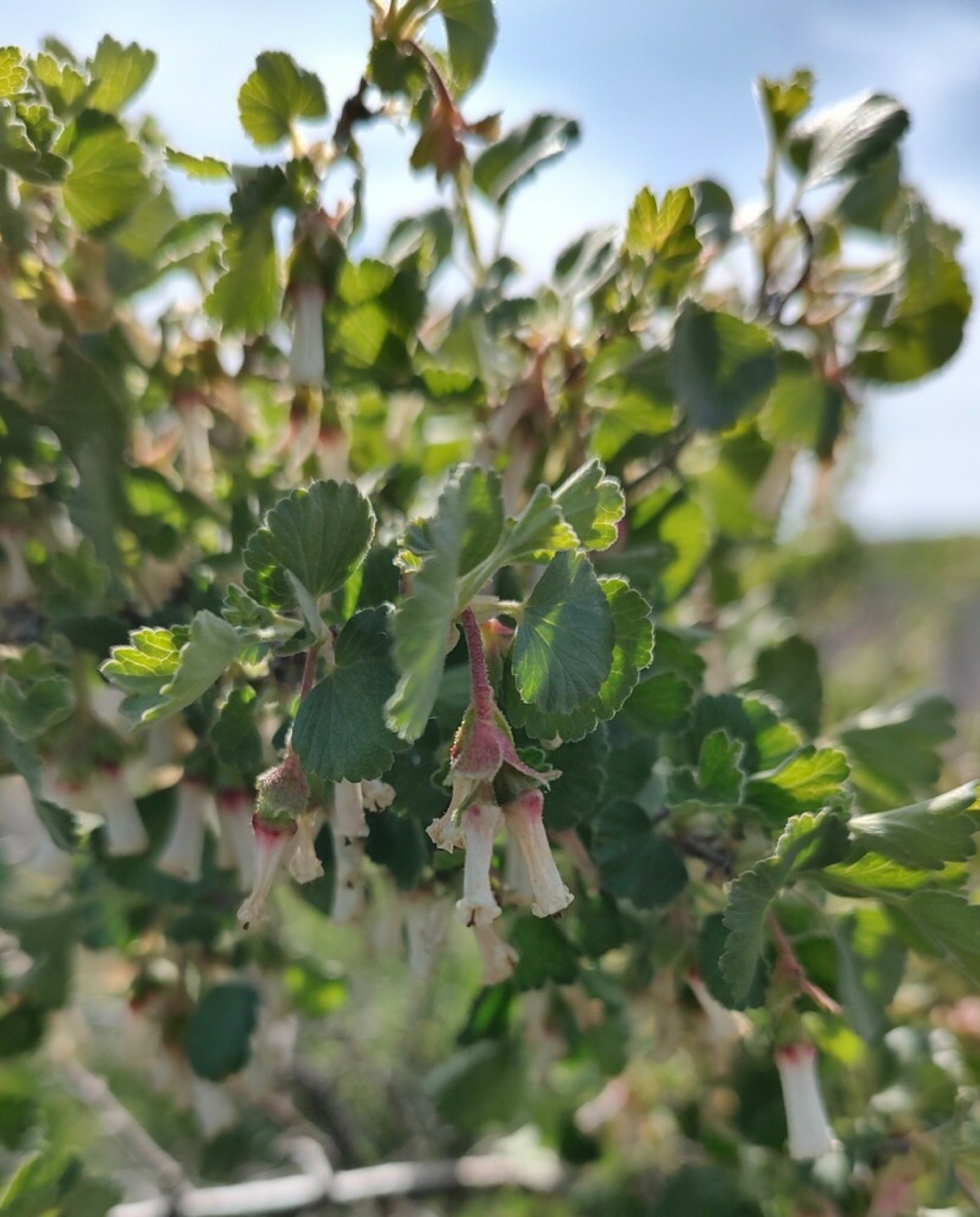 Wax Currant — photo 6