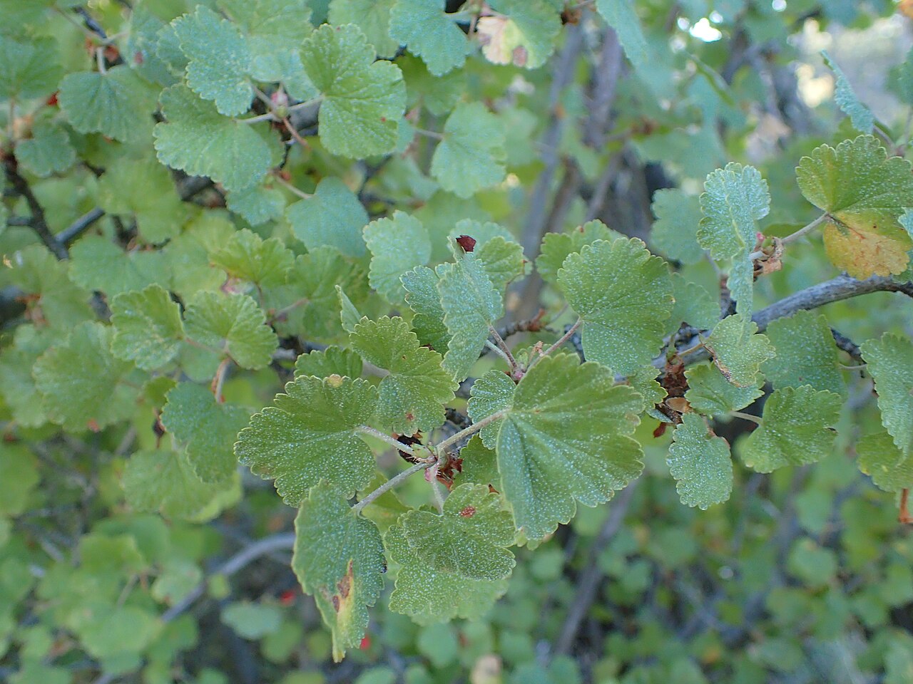 Wax Currant — photo 2
