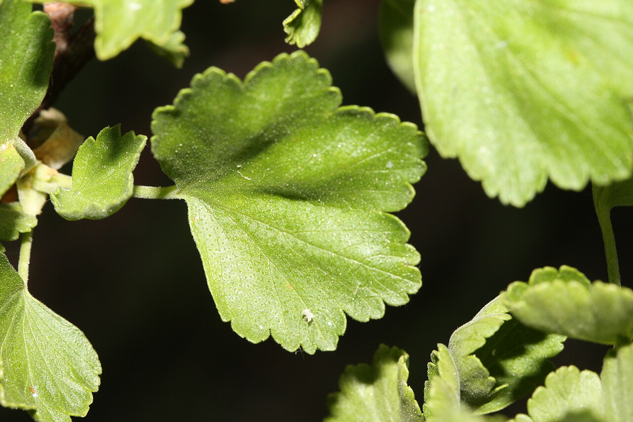 Wax Currant — photo 3