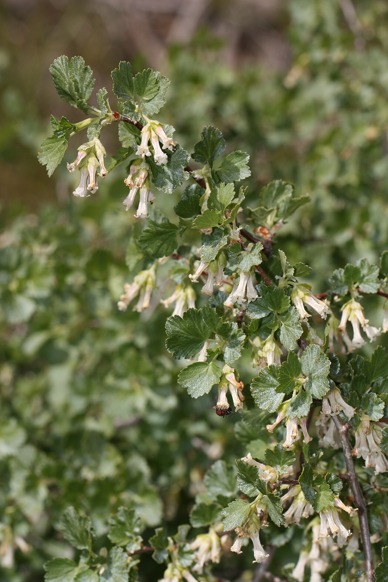 Wax Currant — photo 4