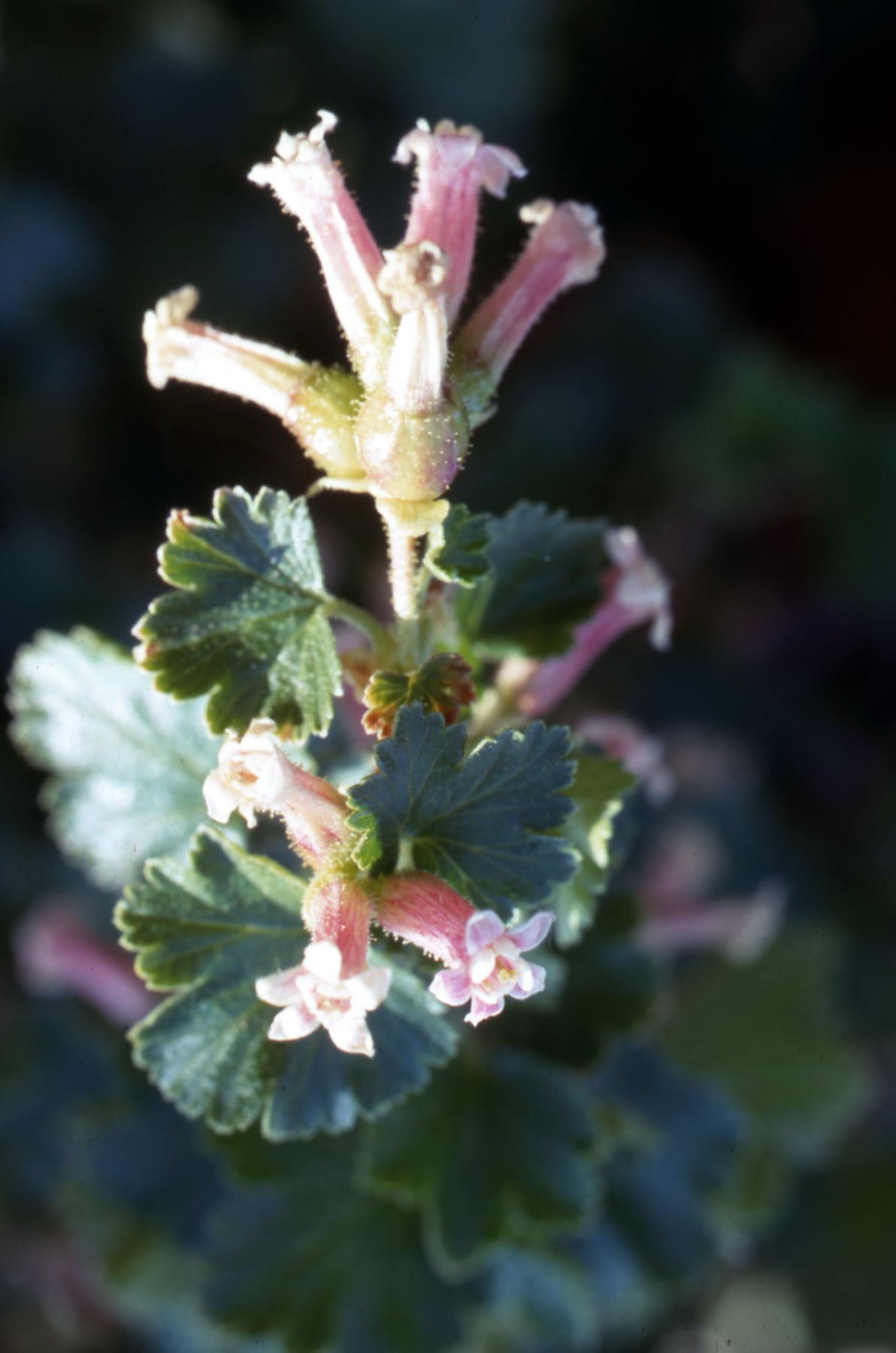 Wax Currant