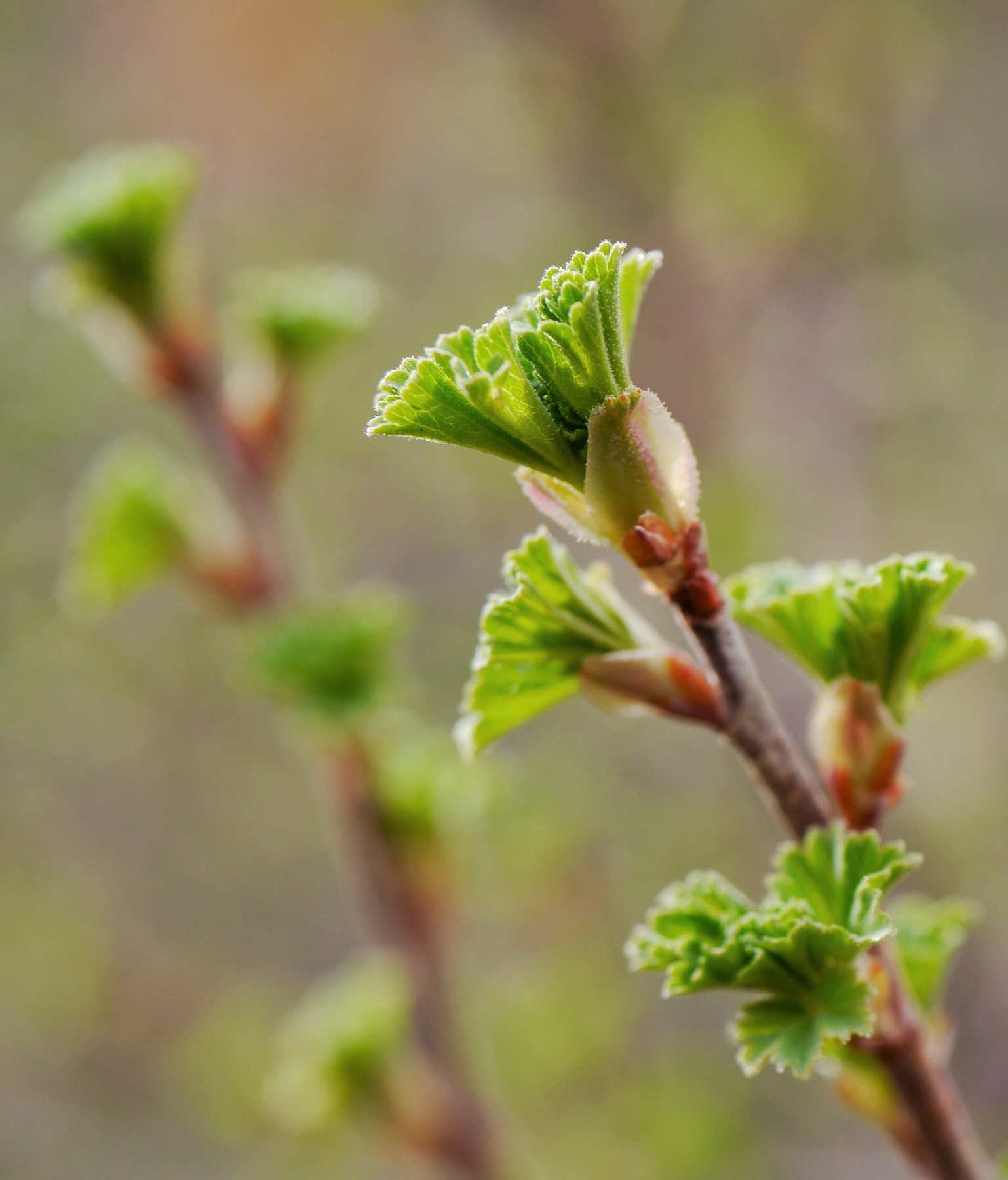 Wax Currant — photo 2