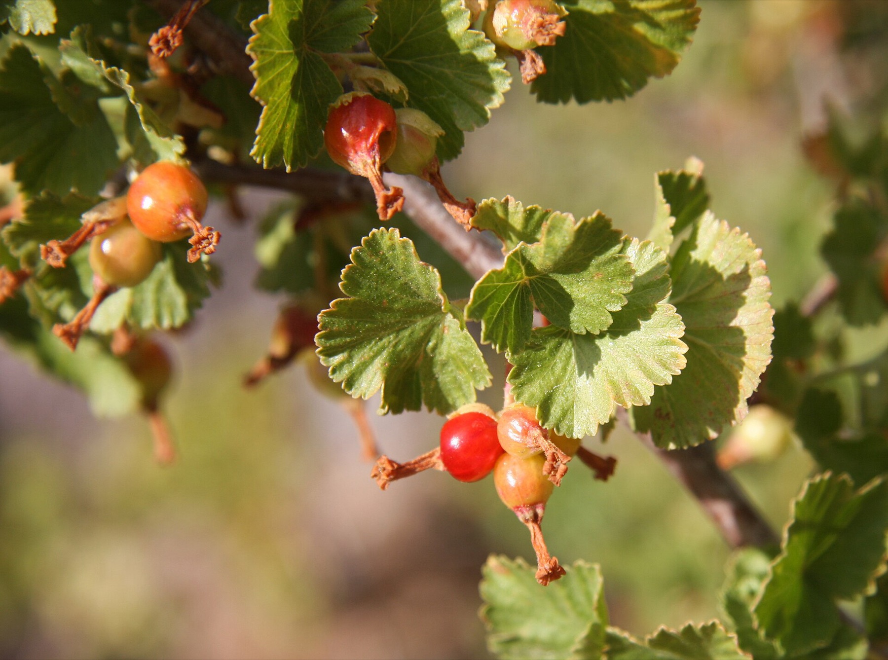 Wax Currant — photo 4
