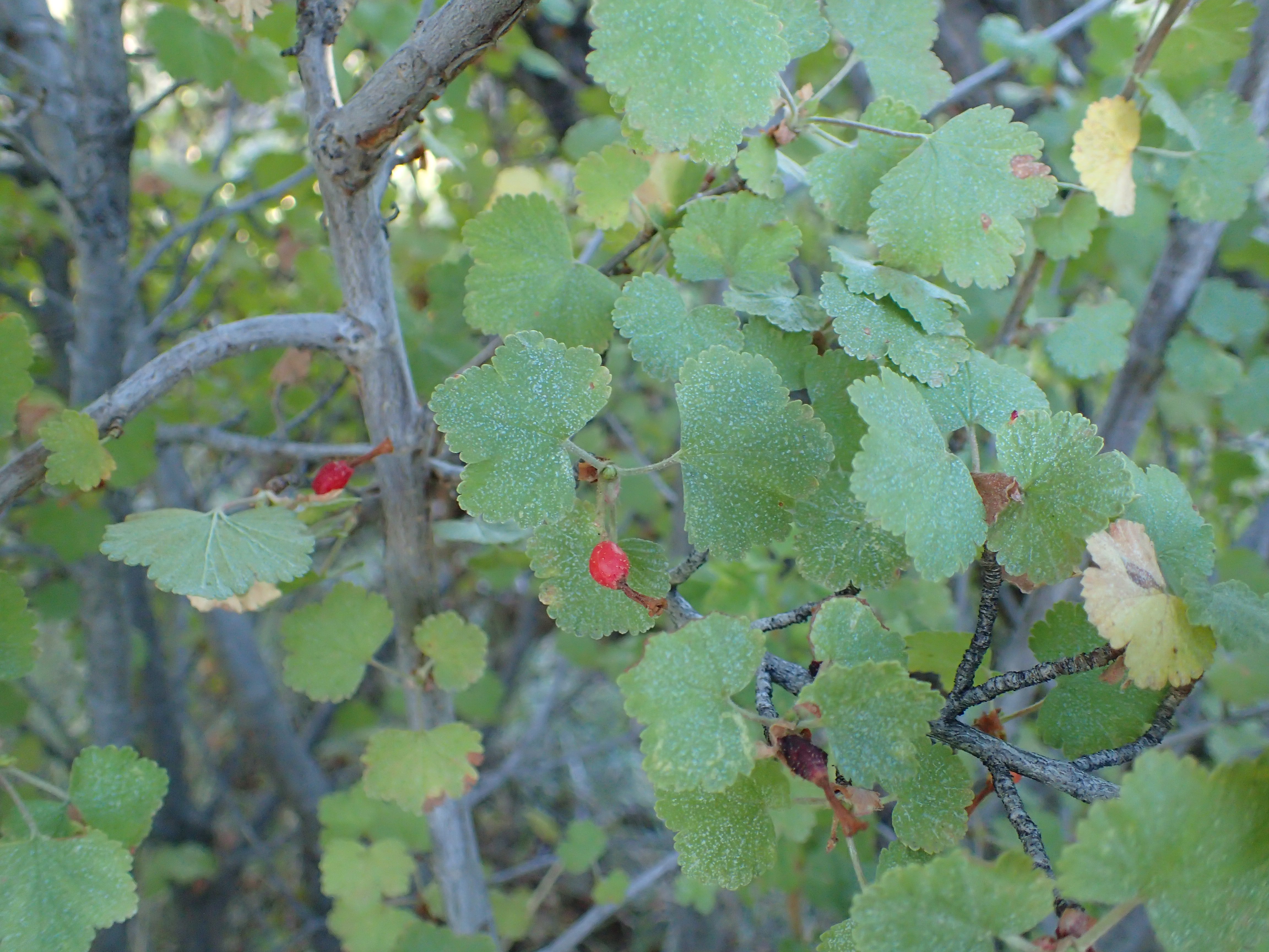 Wax Currant