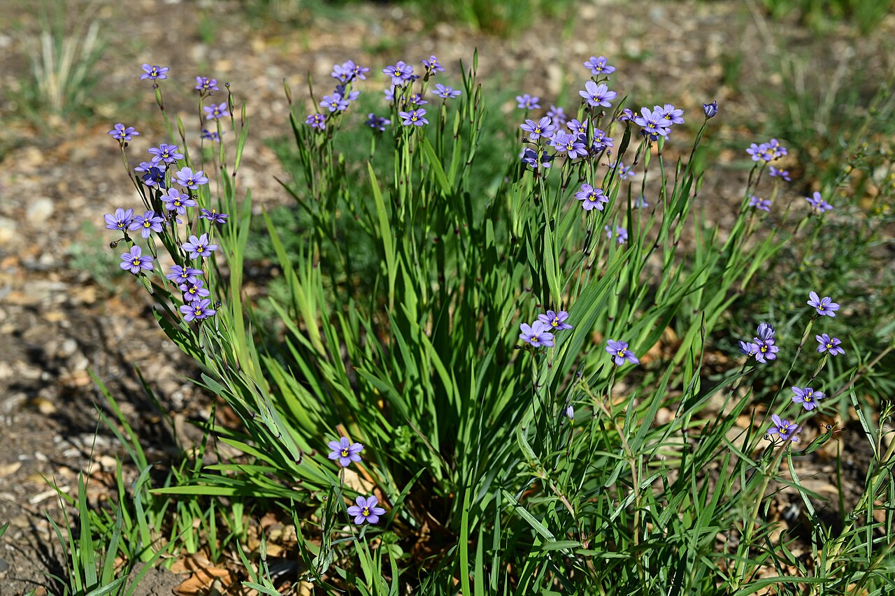 Western Blue-eyed Grass — photo 2