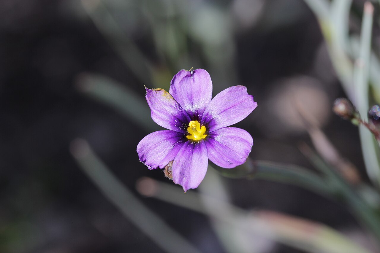Western Blue-eyed Grass — photo 3