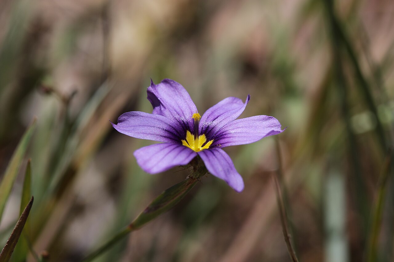 Western Blue-eyed Grass — photo 4