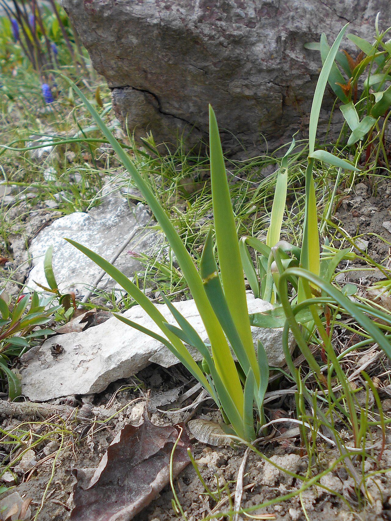 Western Blue Flag — photo 2