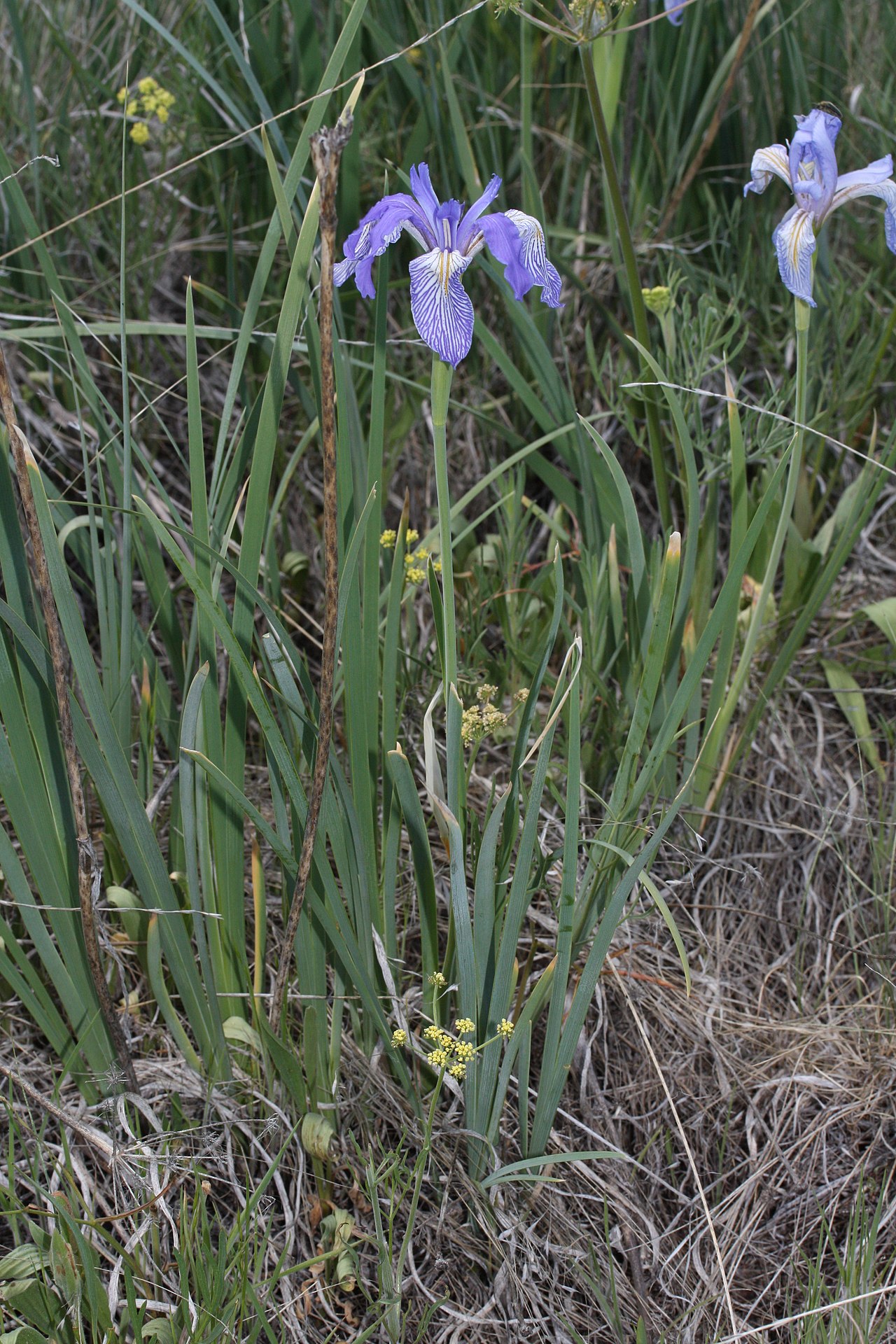 Western Blue Flag — photo 3