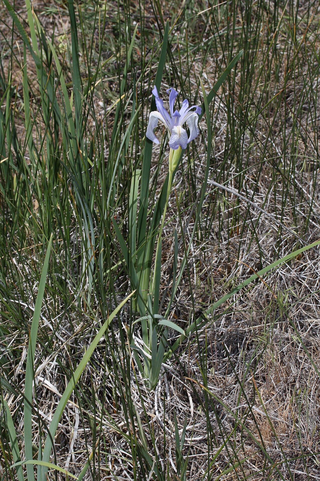 Western Blue Flag — photo 4
