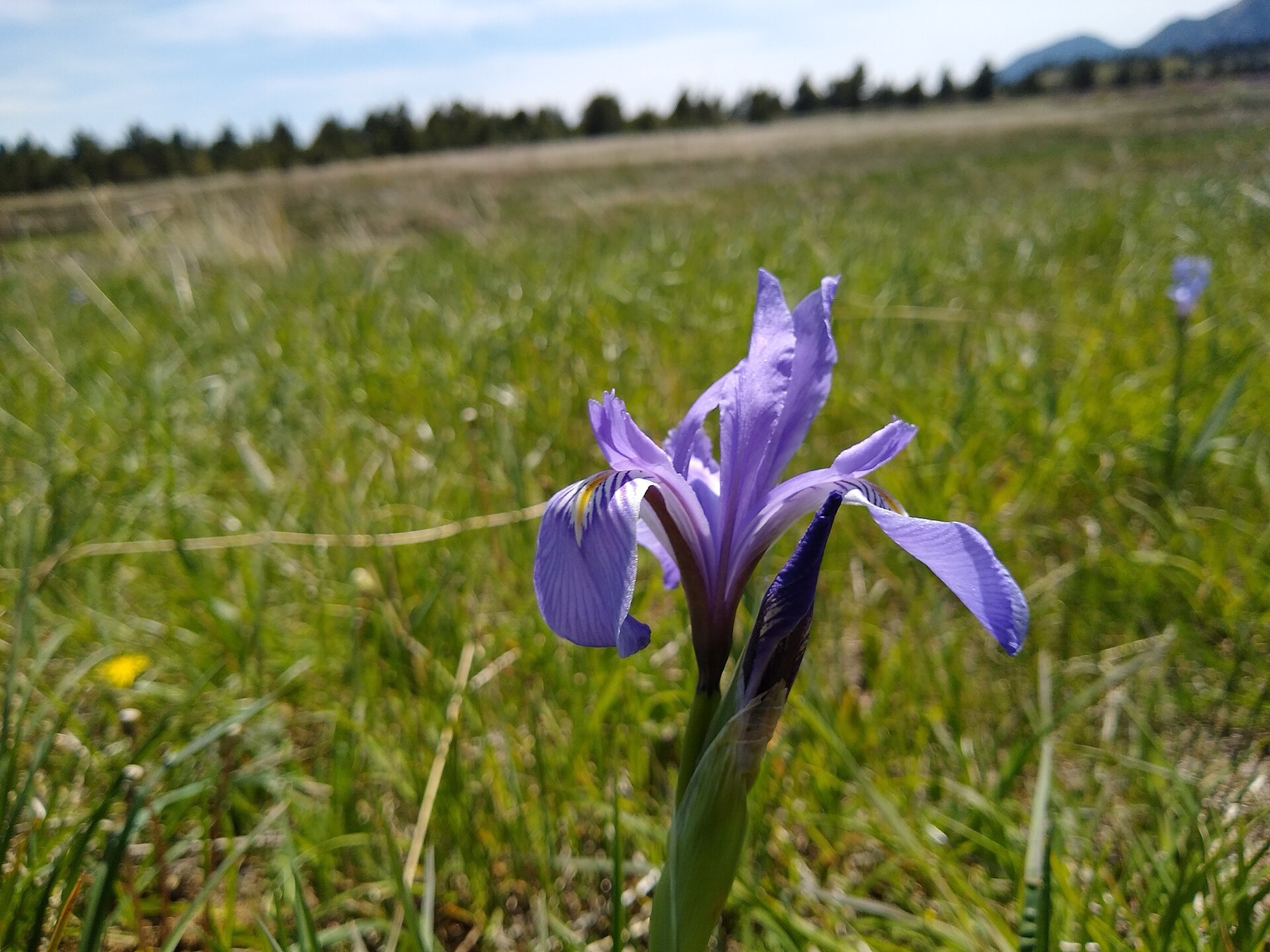 Western Blue Flag — photo 1