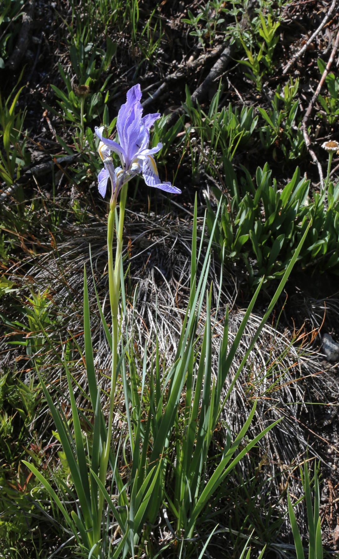 Western Blue Flag — photo 2