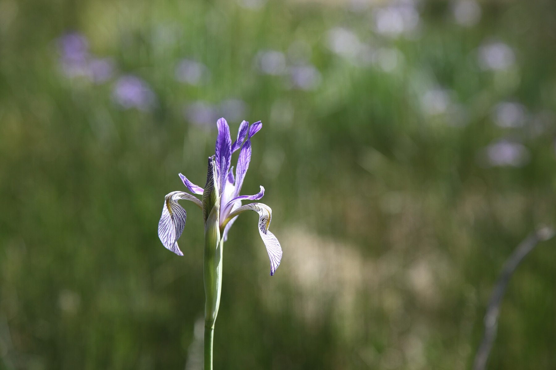 Western Blue Flag — photo 3