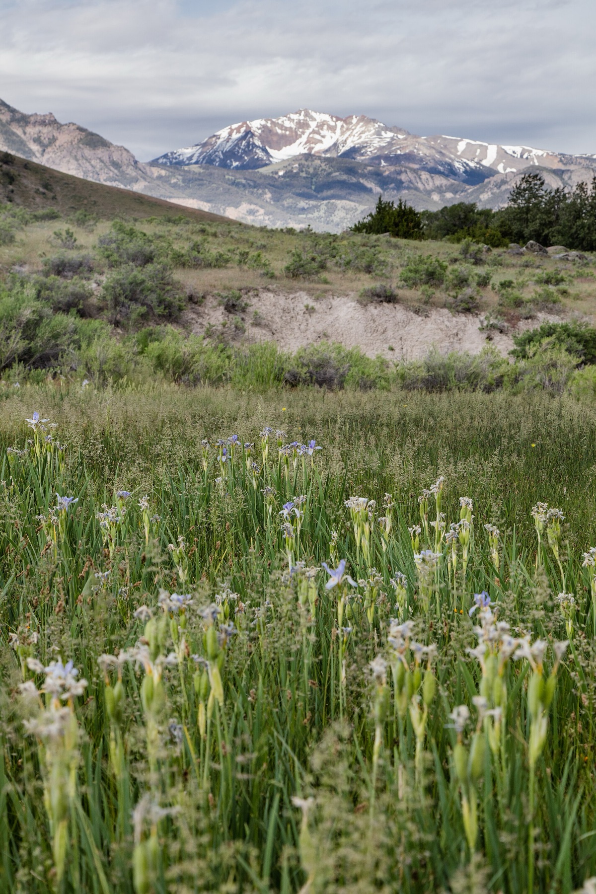 Western Blue Flag — photo 4