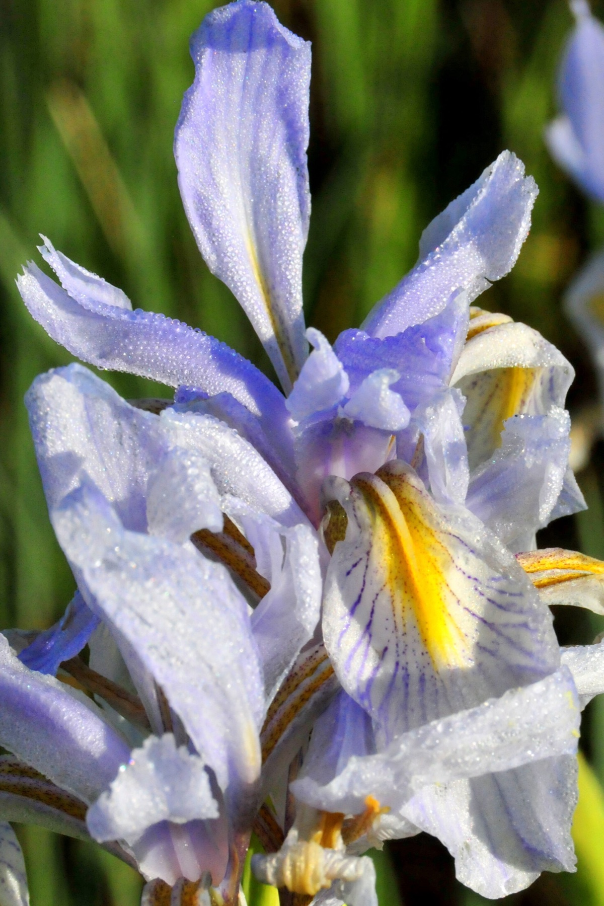 Western Blue Flag — photo 5