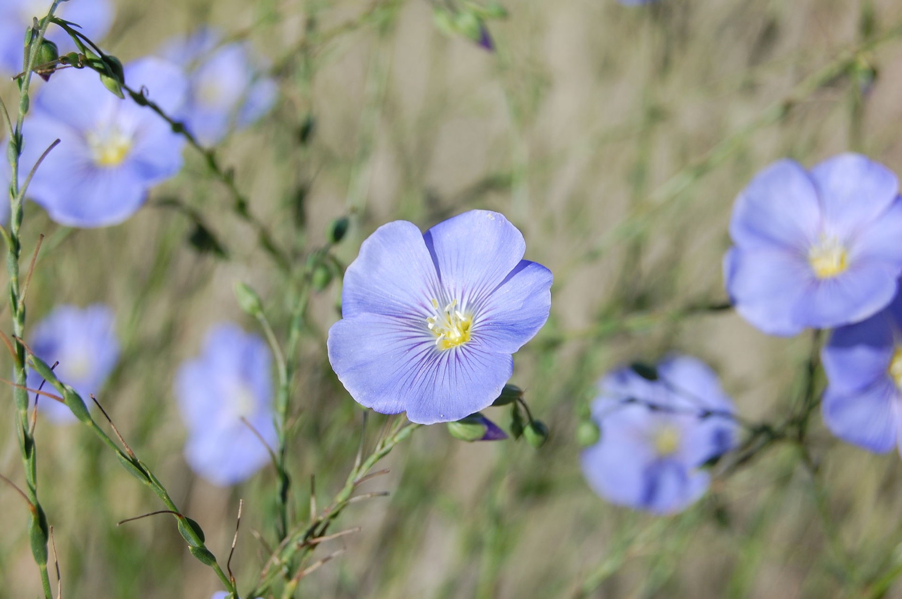 Western Blue Flax