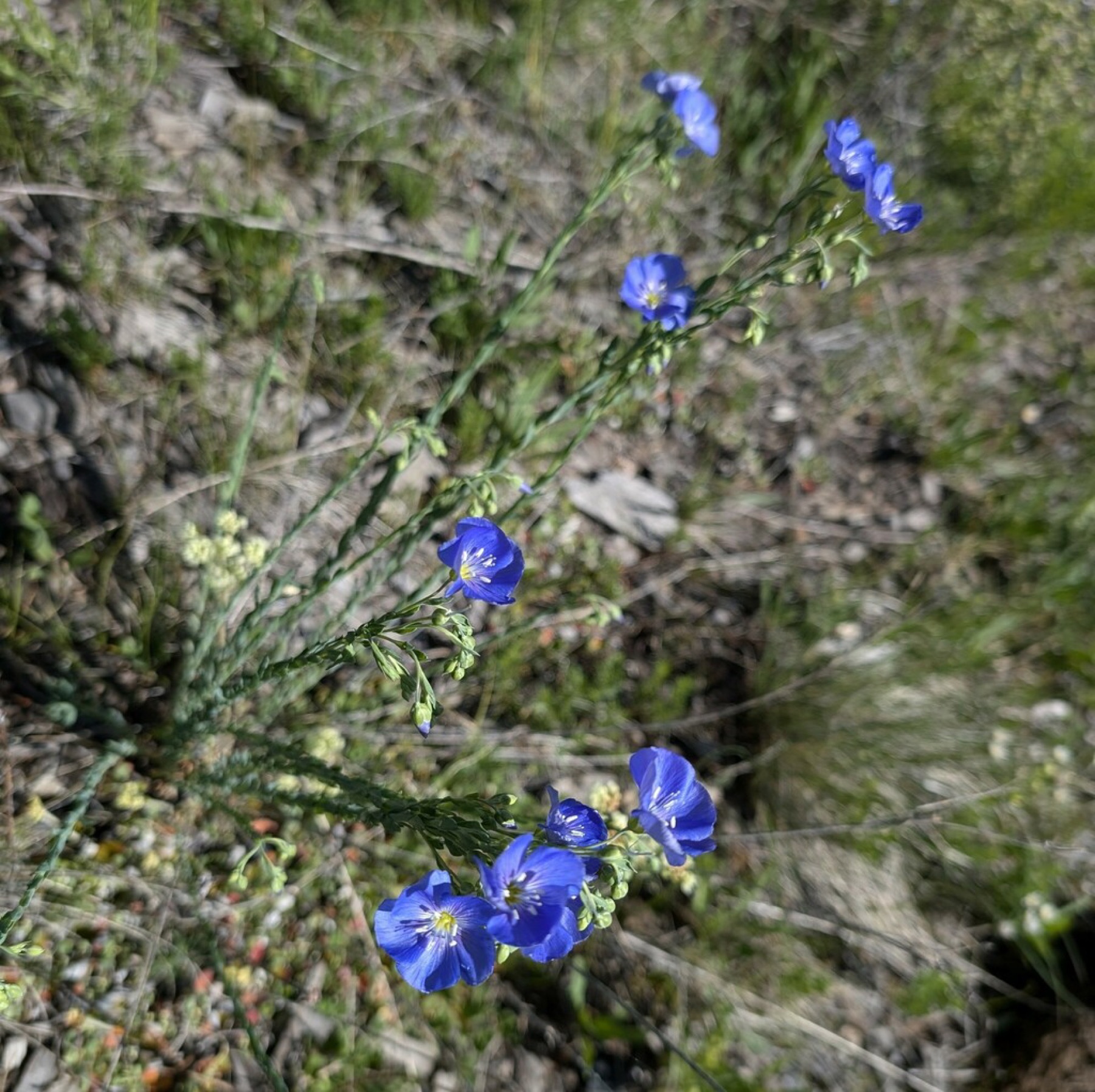 Western Blue Flax — photo 2