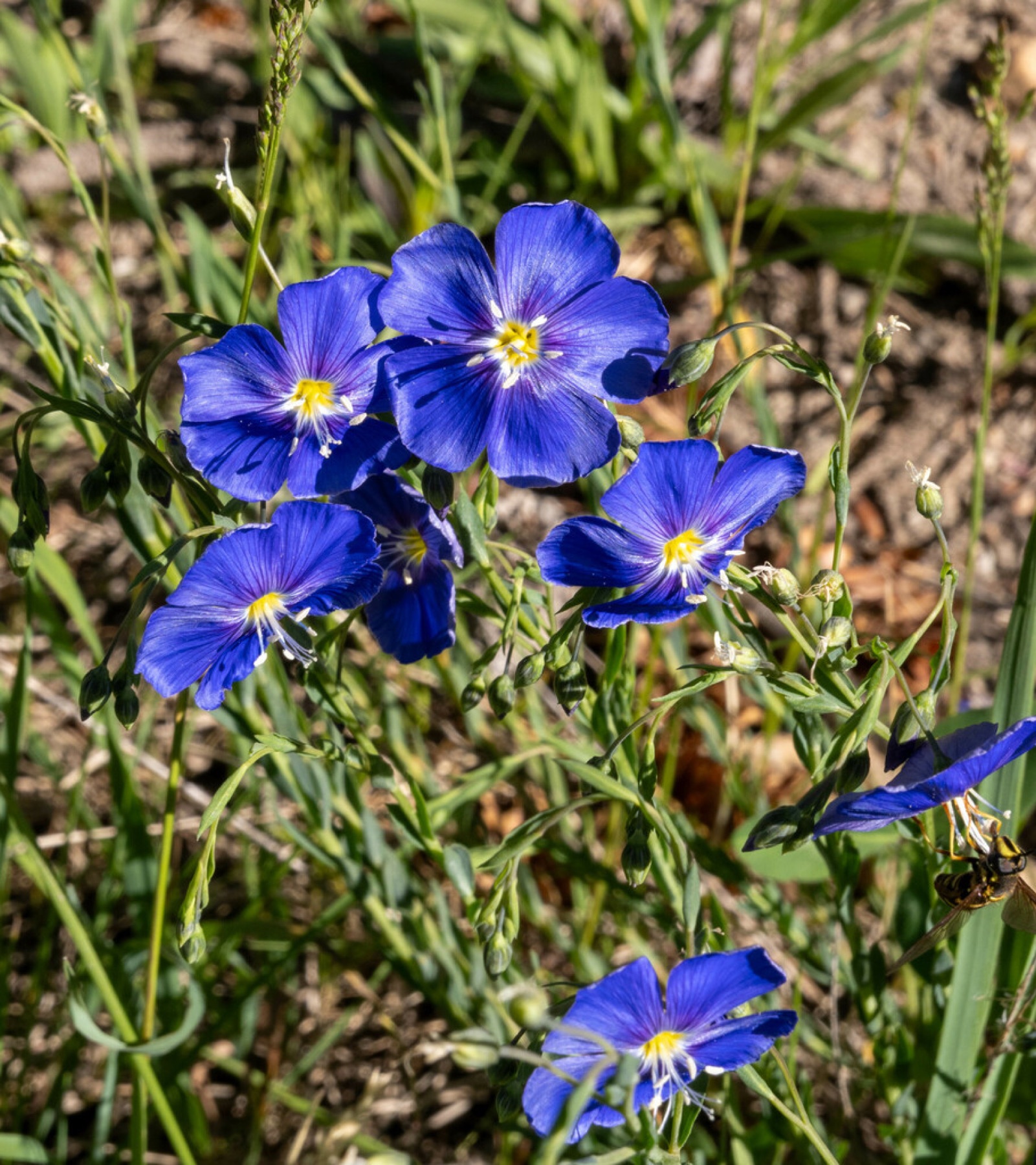 Western Blue Flax — photo 3