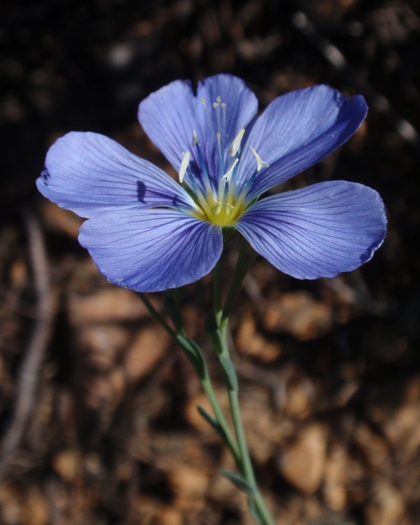Western Blue Flax — photo 4