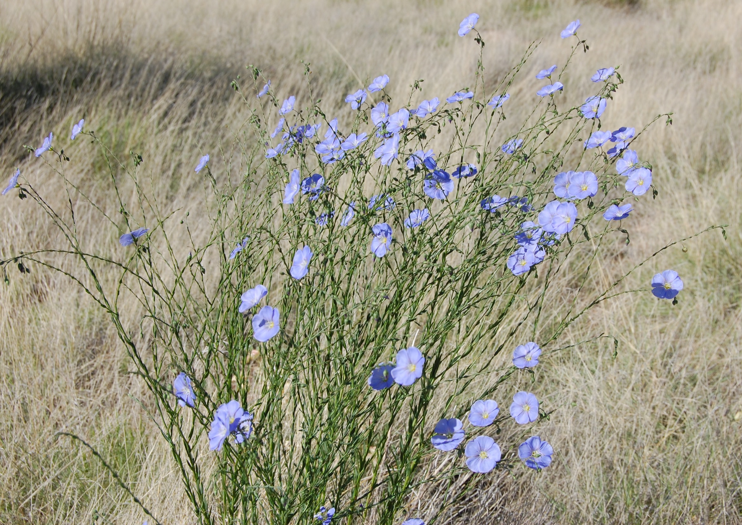 Western Blue Flax