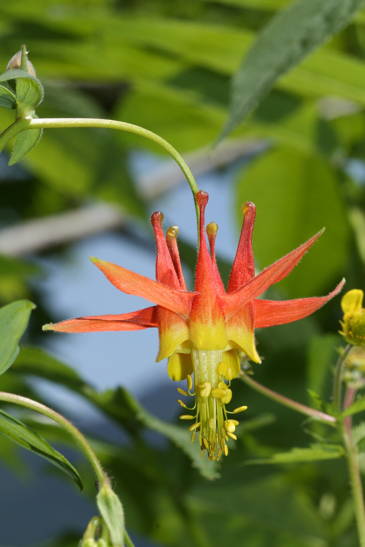 Western Columbine — photo 2