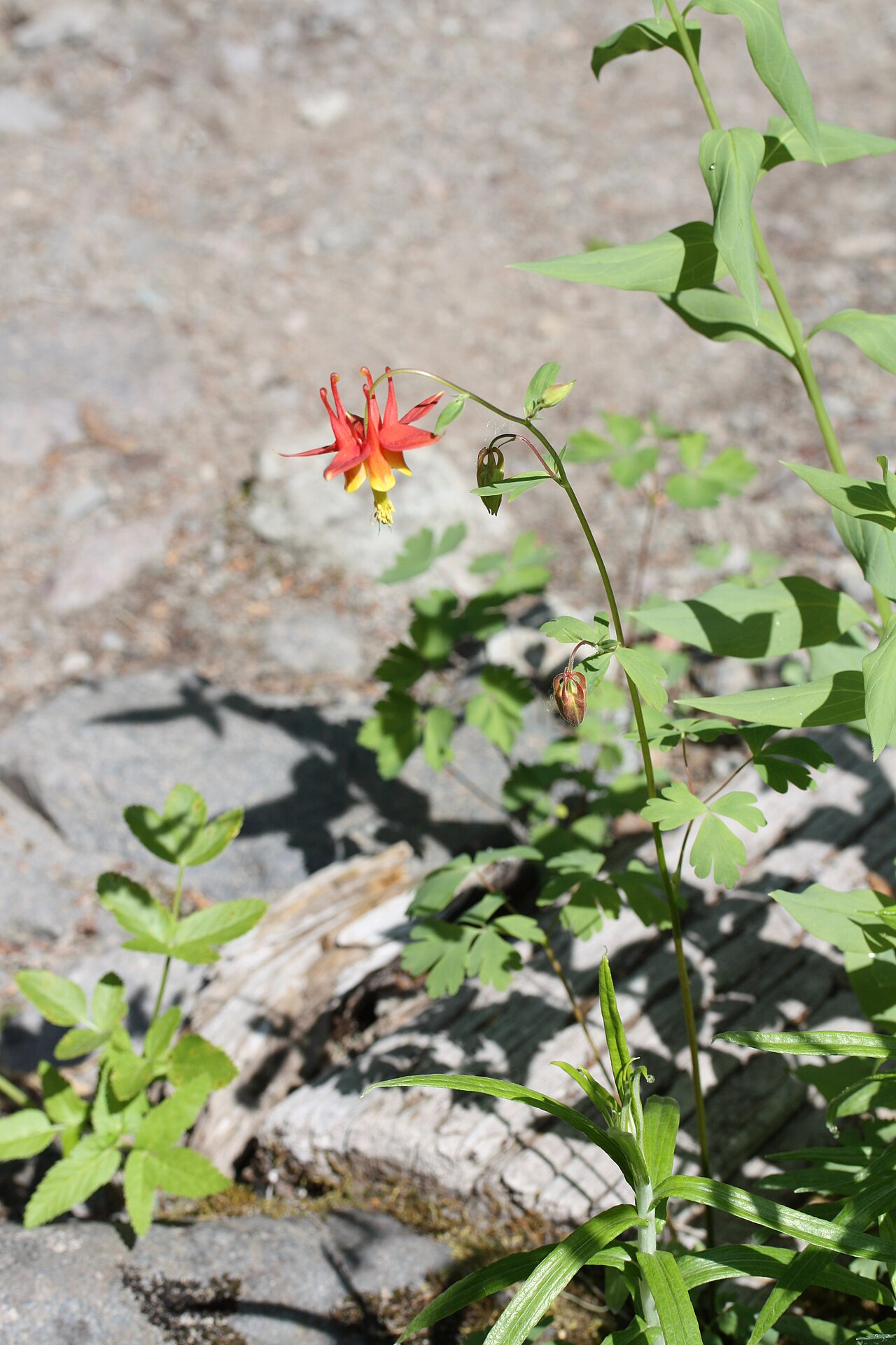 Western Columbine — photo 3