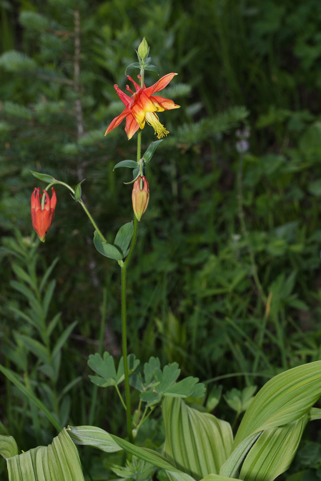 Western Columbine — photo 4