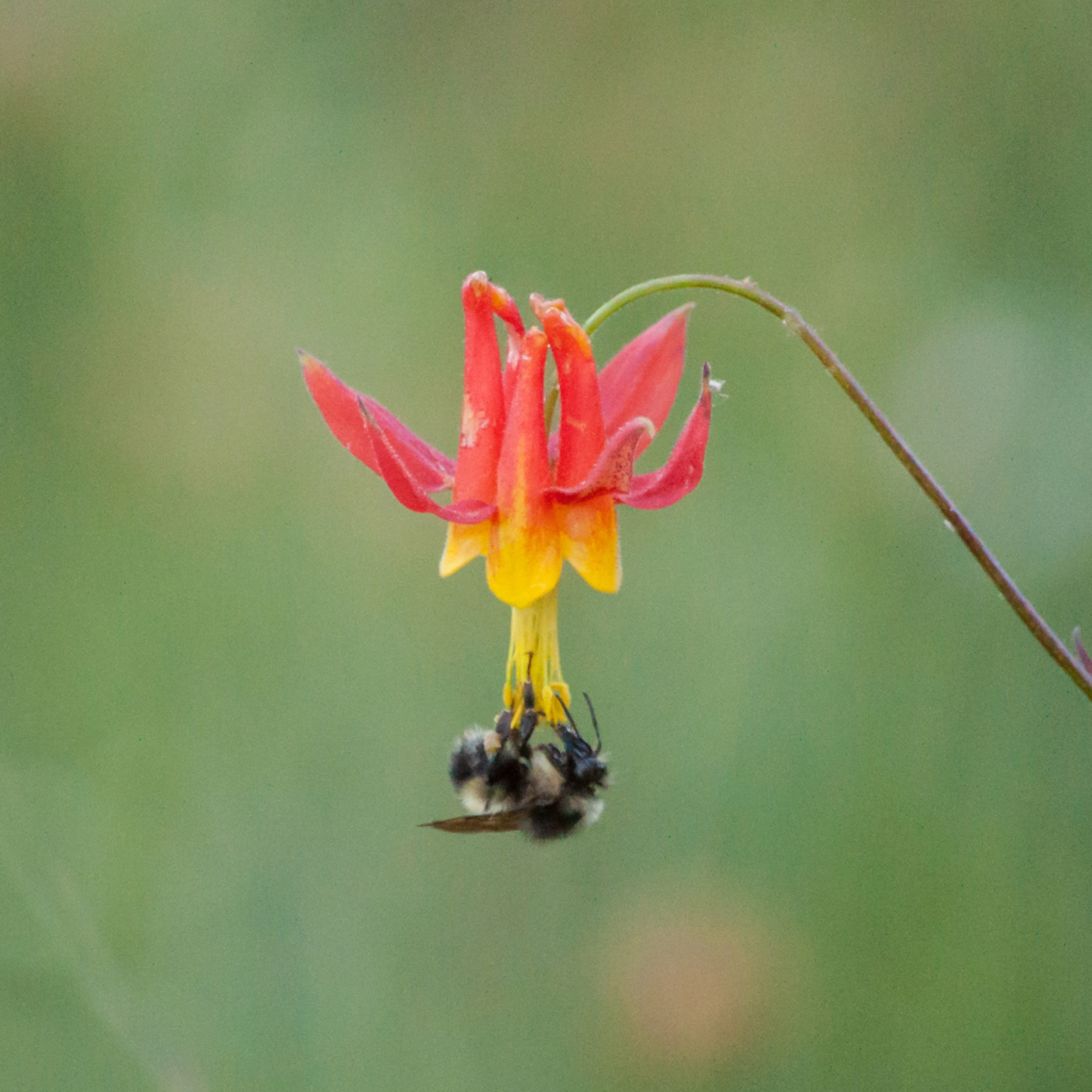 Western Columbine — photo 1