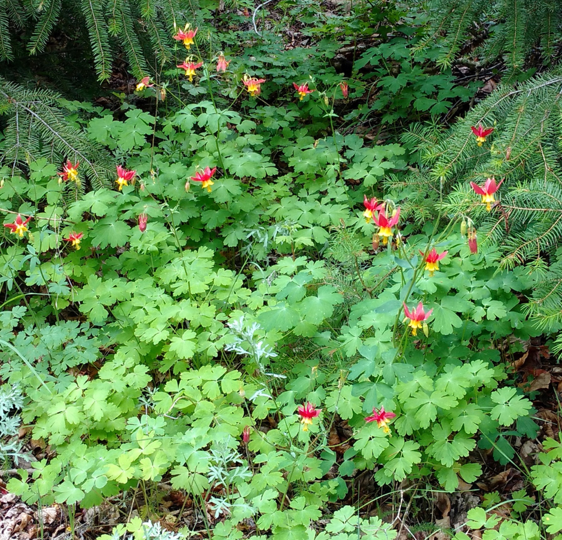 Western Columbine — photo 2